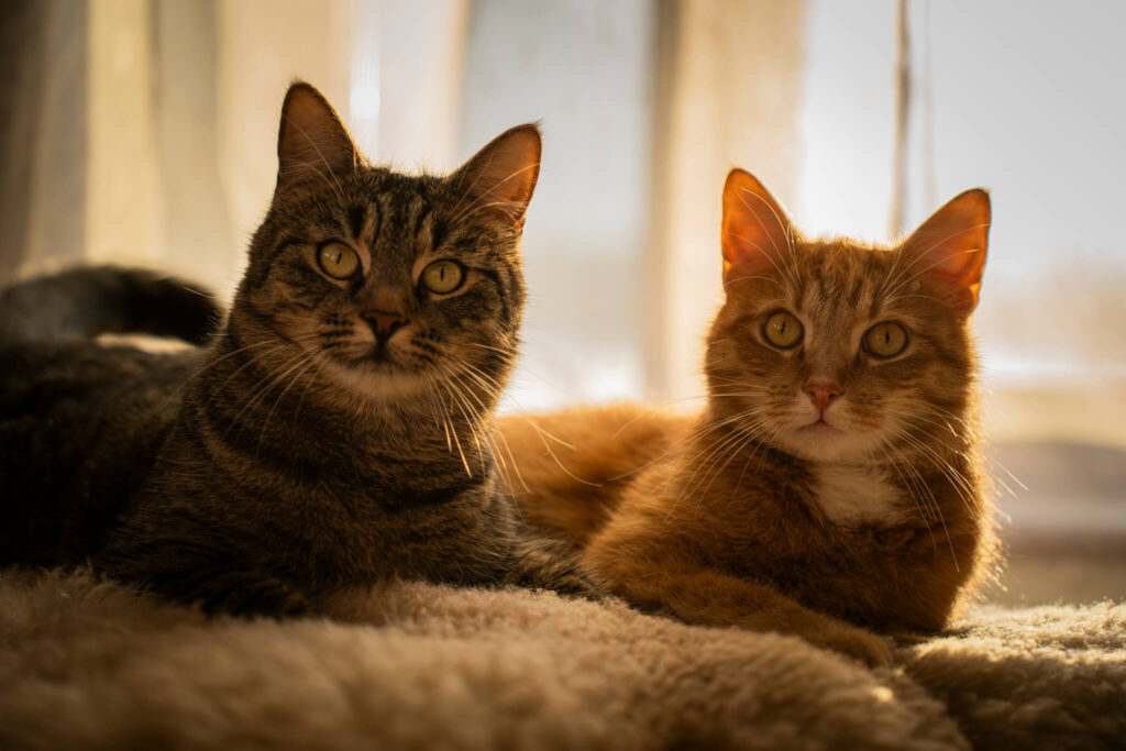 lemmikloomad pildile fotograafia